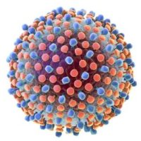 Hepatitis c virus